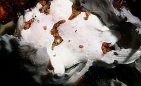 Komodo 2016 - Giant frogfish - Antenaire geant - Antennarius commerson - IMG_6963_rc